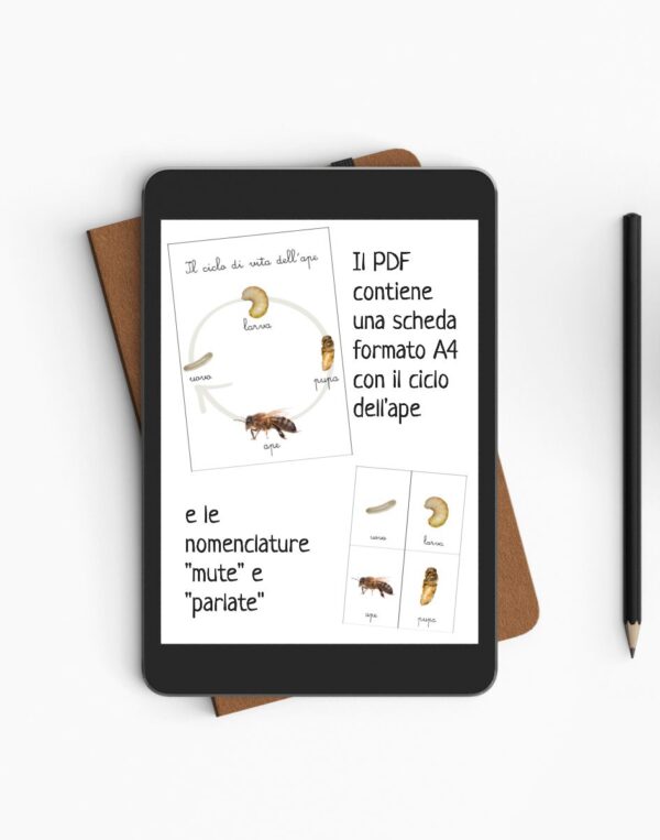 Materiale didattico: il ciclo dell'ape