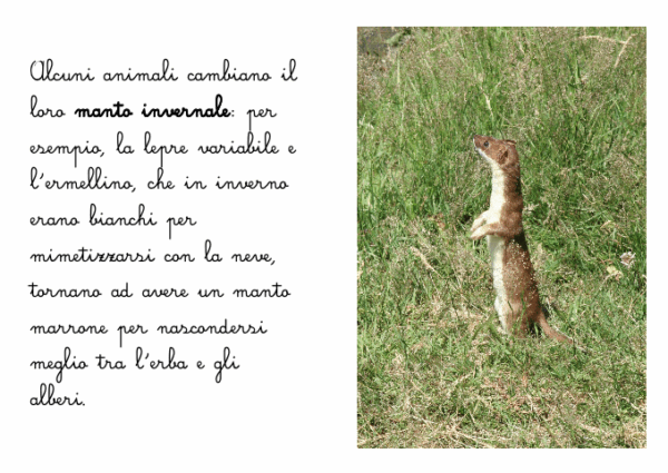 Primavera: un libro ispirato al metodo Montessori – ebook - immagine 2