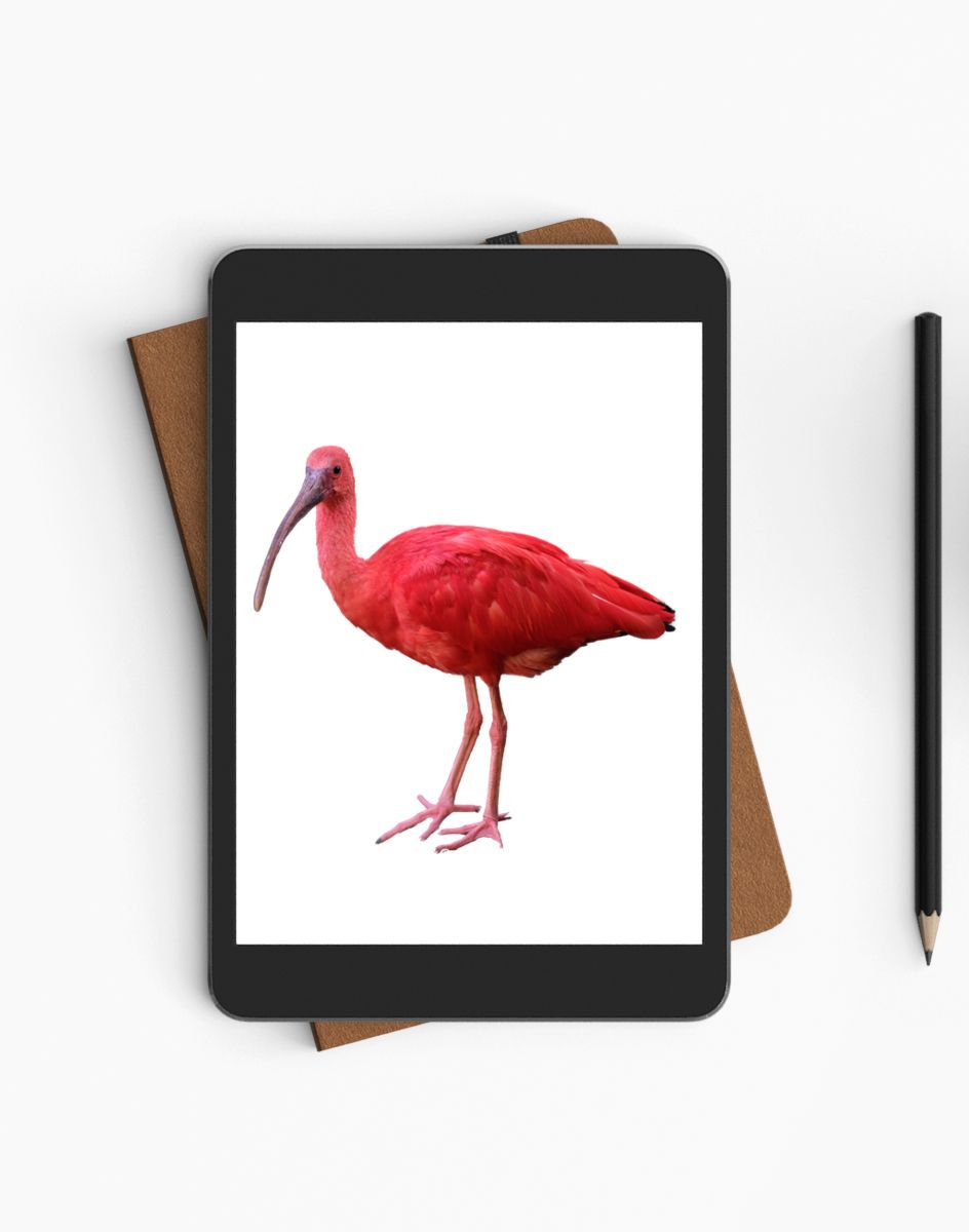 Libro sul colore rosso per bambini - ebook - immagine 2