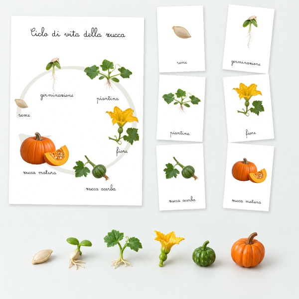 ciclo della zucca