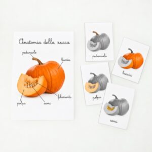 Anatomia della zucca – PDF